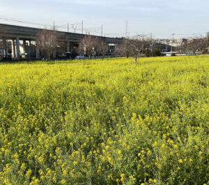 川和町駅前の菜の花畑✨お出掛けはイータクにお任せください！！